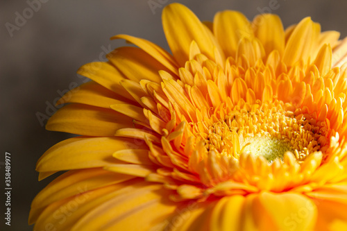 Large yellow gerbera close up on an isolated background