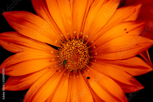 A large orange gerber flower