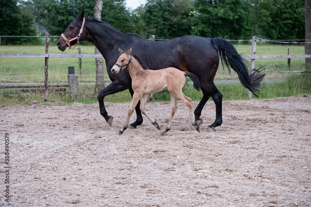 Little yellow foal, trosts next to the mother, one week old, during the day with a countryside landscape Little yellow foal, trosts next to the mother, one week old, during the day with a countryside landscape