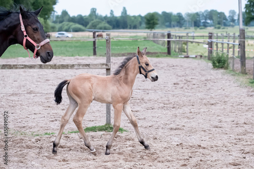 Little yellow foal, trosts next to the mother, one week old, during the day with a countryside landscape © Dasya - Dasya
