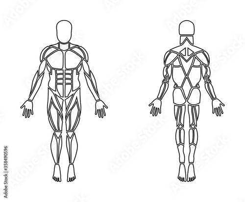 Simple front and back muscle groups anatomy line art vector with fully editable strokes
