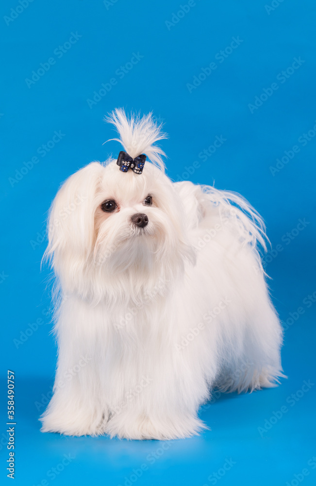 Maltese on a blue background.