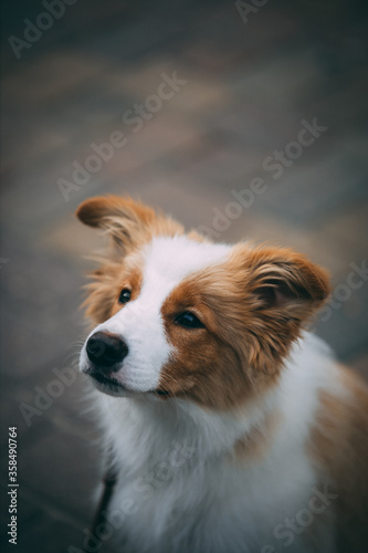 Fototapeta Naklejka Na Ścianę i Meble -  border collie puppy
