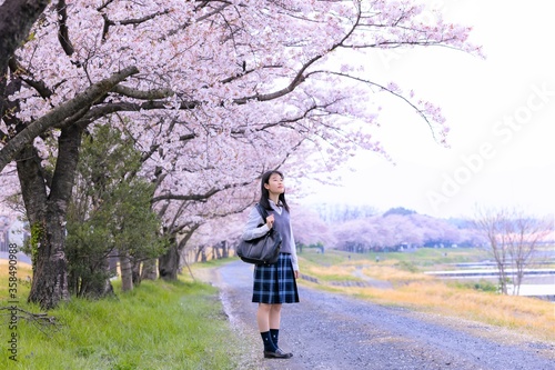 Obraz na płótnie 女子学生、桜並木を歩く w salonie