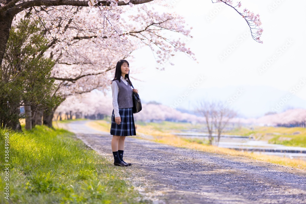 女子学生、桜並木を歩く