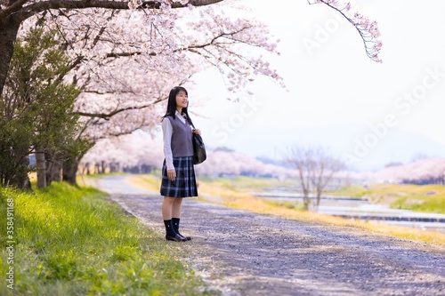 Obraz na płótnie 女子学生、桜並木を歩く w salonie