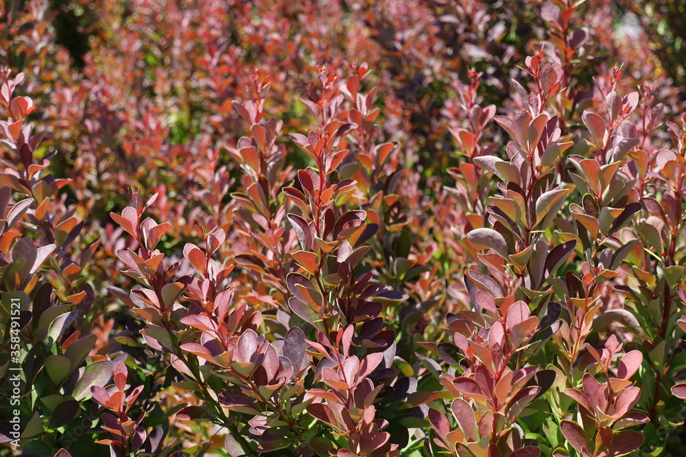 Close shot of bright red foliage of Berberis thunbergii atropurpurea in mid June Close shot of bright red foliage of Berberis thunbergii atropurpurea in mid June