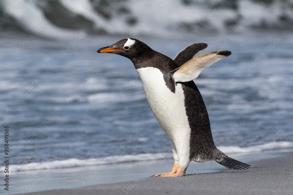 Fototapeta premium Gentoo Penguin stretching and flapping flippers