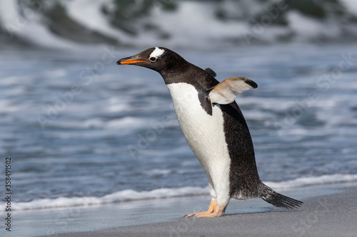 Gentoo Penguin stretching and flapping flippers