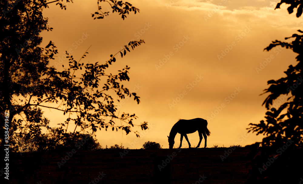 Silhouette of horses grazing among pine trees at dusk