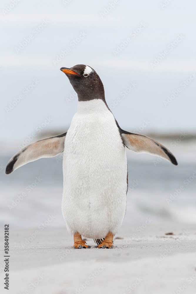 Naklejka premium Gentoo Penguin shaking down