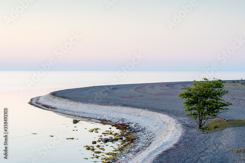 Fototapeta Naklejka Na Ścianę i Meble -  tree on a stone beach on the island gotland oin sweden