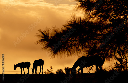 Silhouette of horses grazing among pine trees at dusk