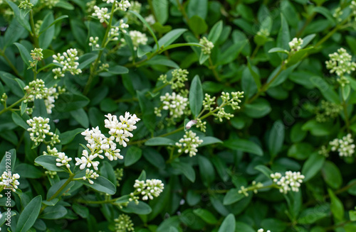 Schilderij op canvas inflorescence at a privet hedge with buds and blossoms