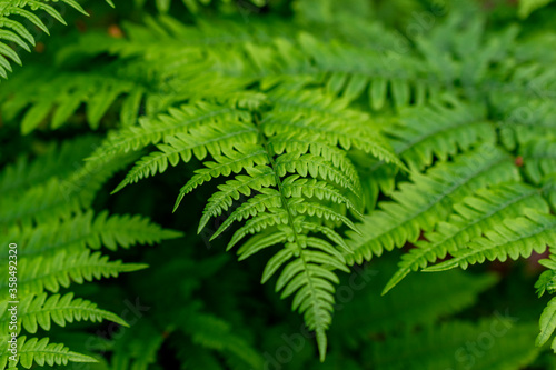 Close up of ferns green foliage leaves in the forest. Natural floral fern background.