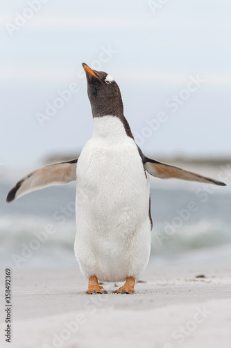 Gentoo Penguin shaking down