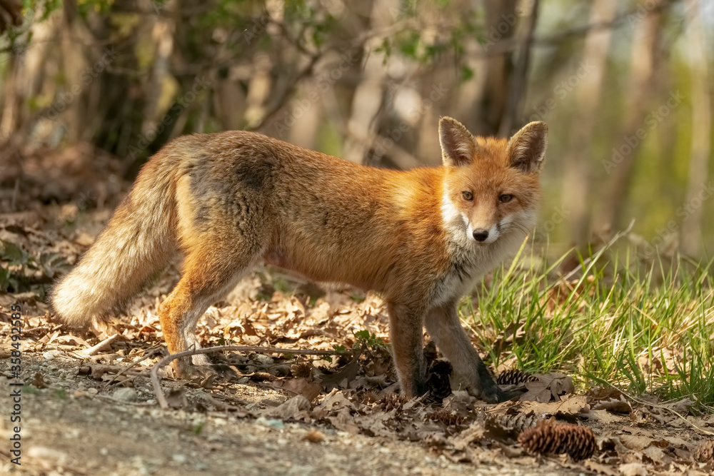 giovane volpe femmina nel bosco