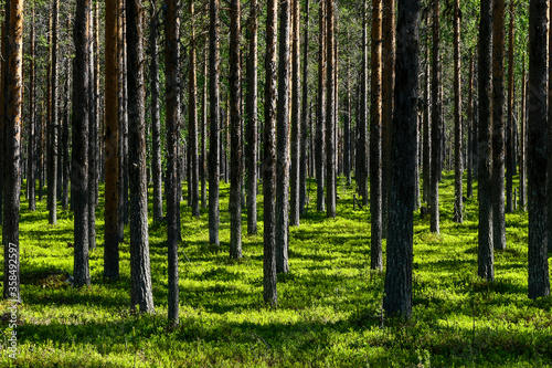 Jokkmokk, Sweden A forest of pine © Alexander