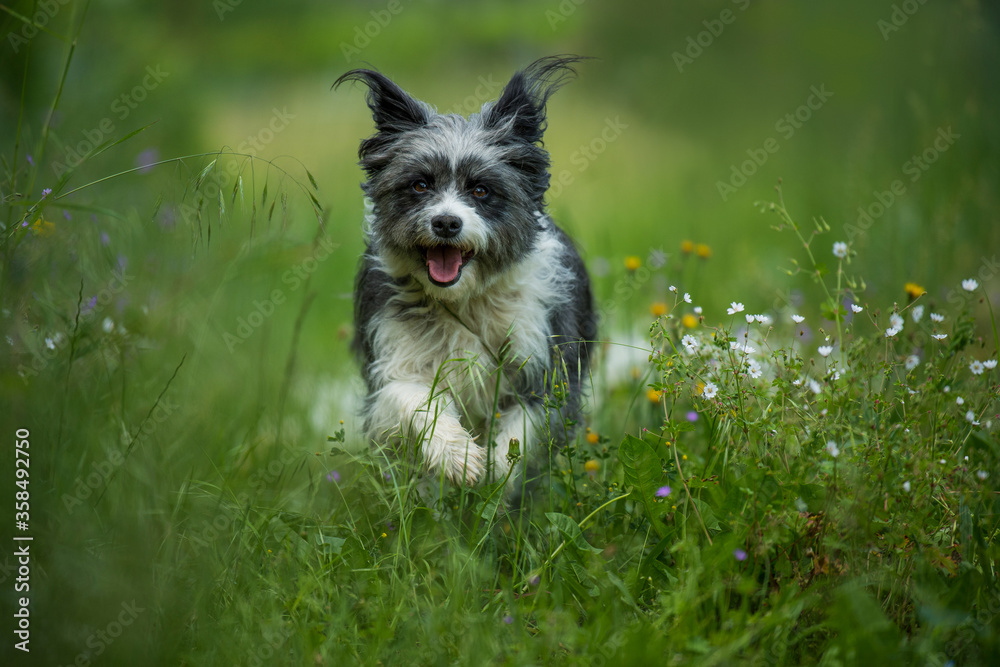 Cute dog with wild flowers