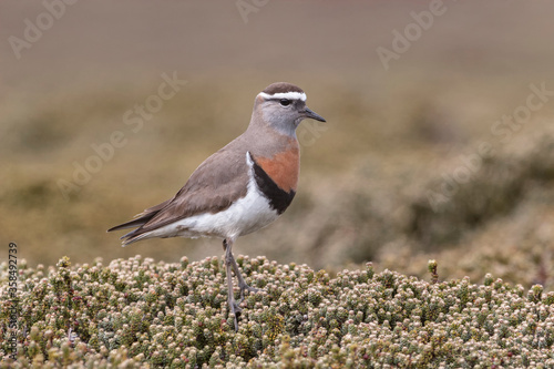 Rufous chested Dotterel on diddle dee heath