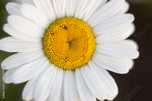 Close-up of a white daisy in the middle of a small midge. Macro shooting, shallow depth of field. Some objects are out of focus.