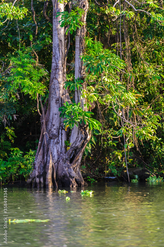 It's Tree over the river, Nicaraguan nature It's Tree over the river, Nicaraguan nature