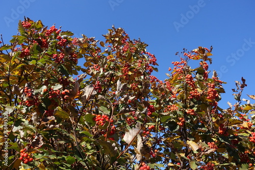 Whitebeam branches with autumnal foliage and red berries against blue sky