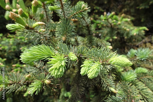 Closeup of fresh foliage of Picea pungens in spring