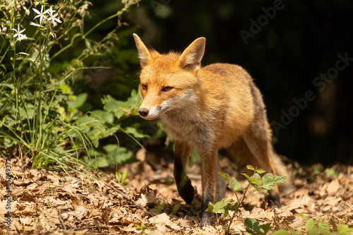 giovane volpe femmina nel bosco © Monica Viora
