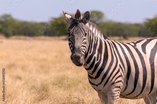 Fototapeta Naklejka Na Ścianę i Meble -  Wild african animals.  African Mountain Zebra standing  in grassland. Etosha National Park.