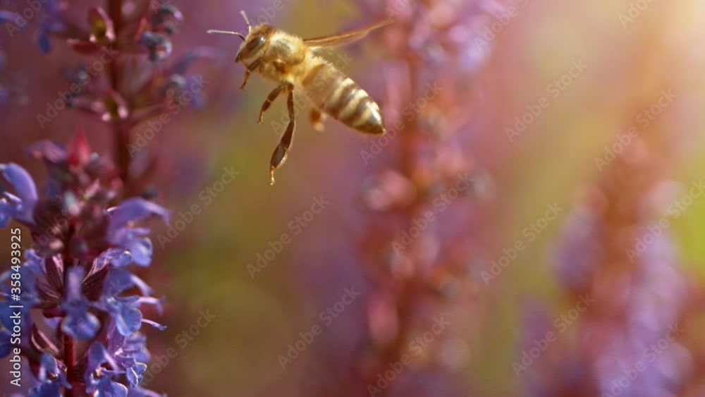 Close up of honey bee flying and collecting nectar pollen around garden sage flowers (salvia officinalis). Super slow motion filmed at 1000 fps.