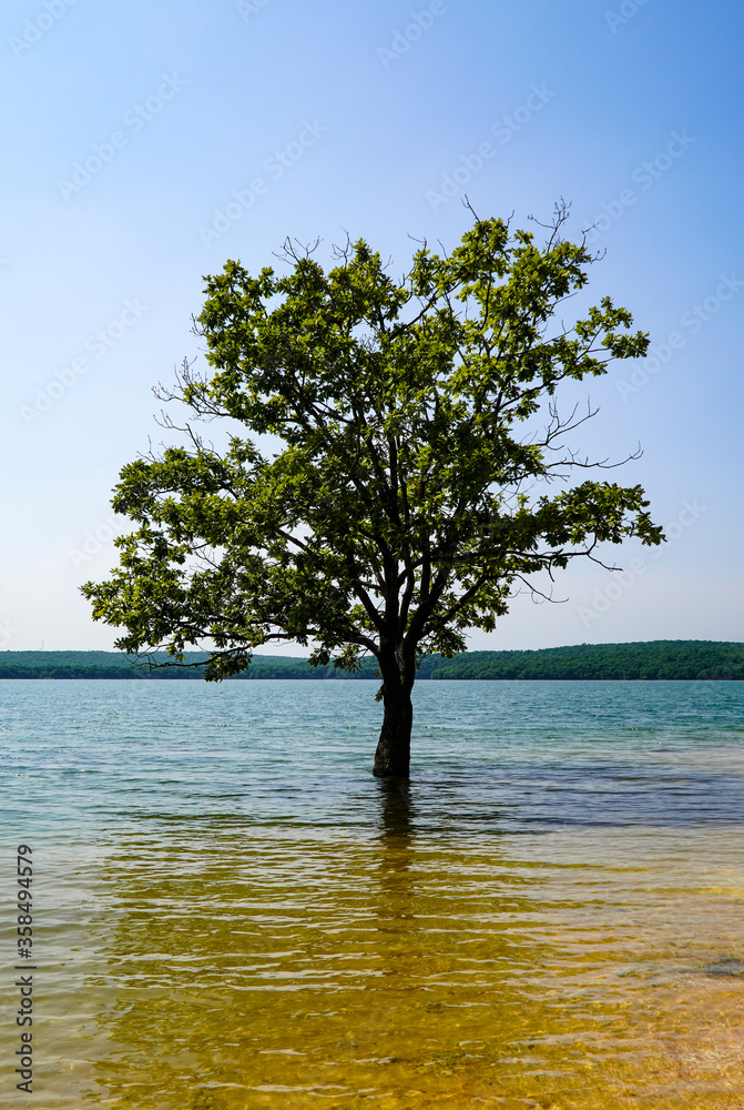 A free living tree in the lake near Istanbul. A free living tree in the lake near Istanbul.