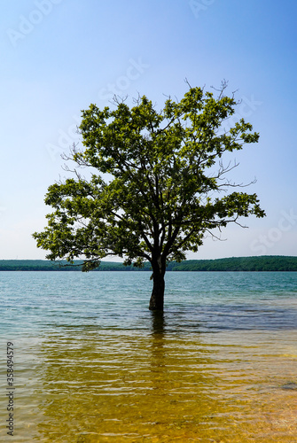 Fototapeta Naklejka Na Ścianę i Meble -  A free living tree in the lake near Istanbul.