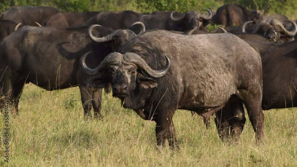 Dominant boss Cape buffalo bull stands his ground and shakes his massive horns. Dominant boss Cape buffalo bull stands his ground and shakes his massive horns.