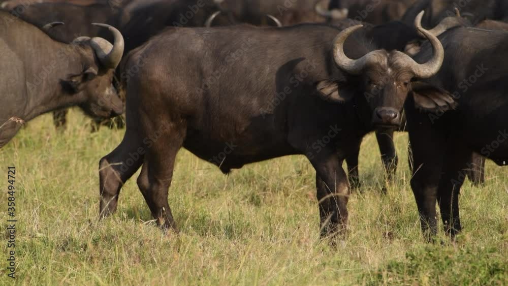 Herd of many Cape buffalo in the grasslands of Kenya. Herd of many Cape buffalo in the grasslands of Kenya.