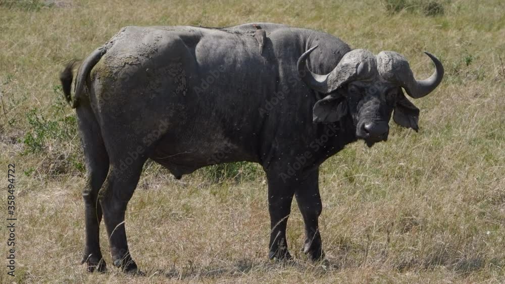 Dominant Cape buffalo bull with thick horns in the Maasai Mara. Dominant Cape buffalo bull with thick horns in the Maasai Mara.