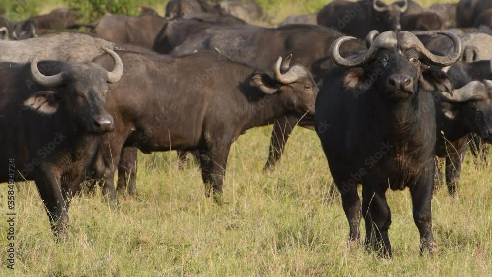 Cape buffalo bull and cow face camera with herd behind in the grasslands of Kenya. Cape buffalo bull and cow face camera with herd behind in the grasslands of Kenya.