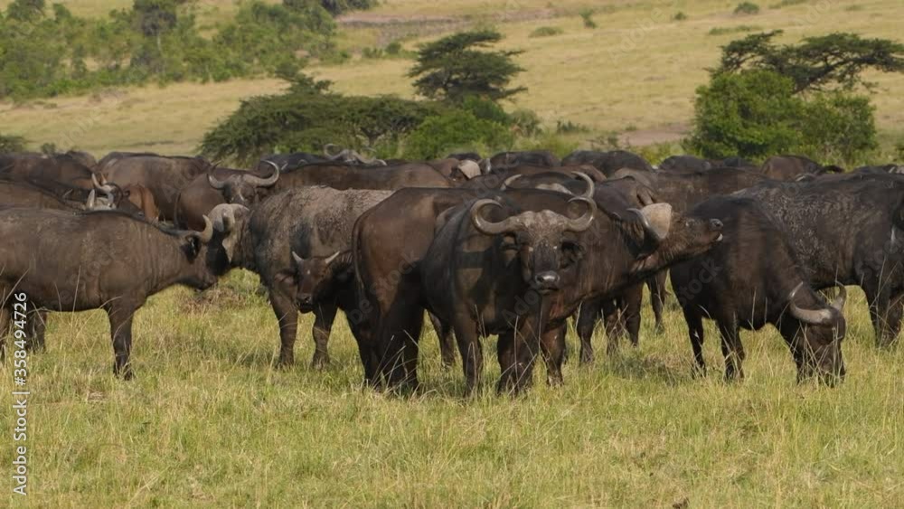 Herd of black Cape buffalo in the grasslands of Kenya. Herd of black Cape buffalo in the grasslands of Kenya.