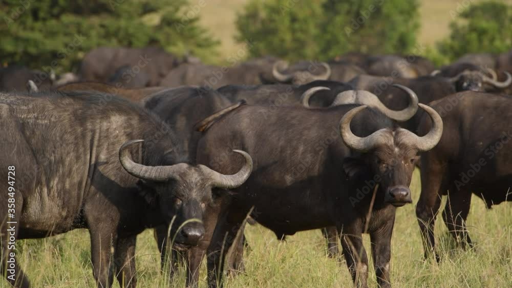 Herd of wild Cape buffalo in the grasslands of Kenya. Herd of wild Cape buffalo in the grasslands of Kenya.
