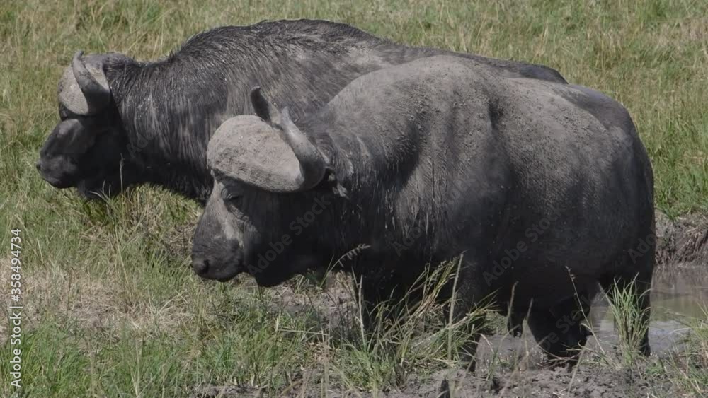 Old exiled Cape buffalo bulls with thick horns in the mud in Maasai Mara. Old exiled Cape buffalo bulls with thick horns in the mud in Maasai Mara.