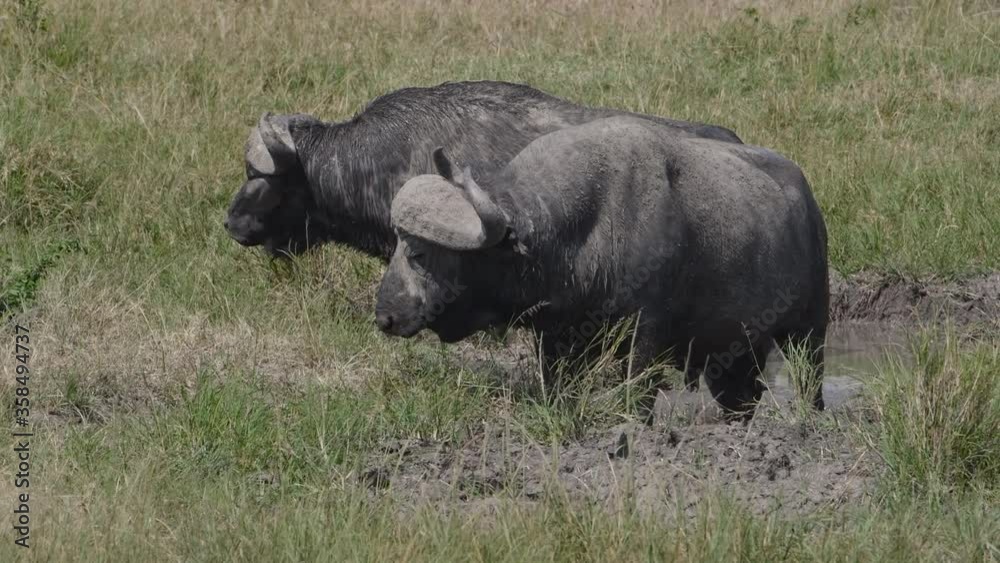 Two old Cape buffalo bulls standing in the mud in the Maasai Mara. Two old Cape buffalo bulls standing in the mud in the Maasai Mara.