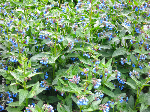 Cuadro en lienzo comfrey medicinal plant (Sýmphytum) blooms with blue flowers