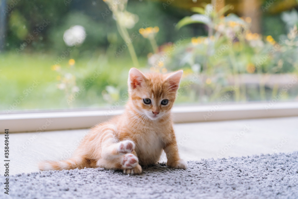 Cute little red cat stay on wooden floor with window on background. Young cute little red kitty. Long haired ginger kitten play at home. Cute funny home pets. Domestic animal and Young kittens Cute little red cat stay on wooden floor with window on background. Young cute little red kitty. Long haired ginger kitten play at home. Cute funny home pets. Domestic animal and Young kittens
