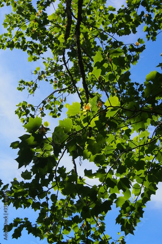 Tree with sky background