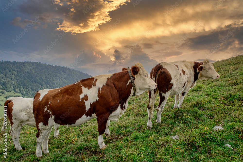 the white and brown cows in the mountain pastures