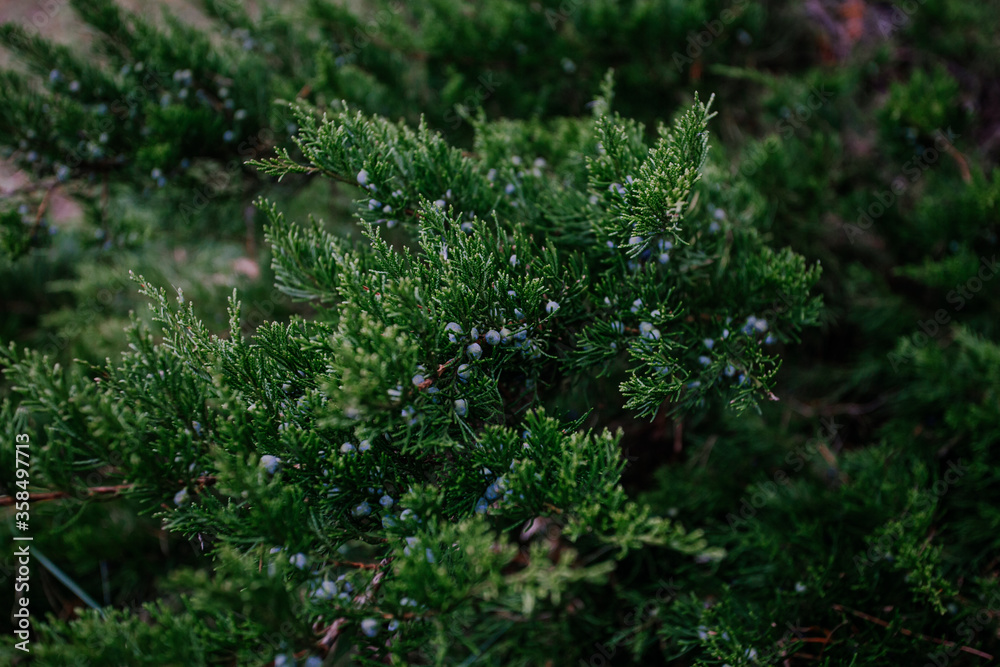 A tree of juniper with saturation green color and beautiful texture.