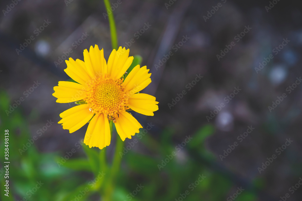 Fototapeta premium Close up picture of yellow flower on the side and green background. Marco picture of chamomile in the garden, as natural wallpaper with herb. Wild flowers in the forest with copy space for text.