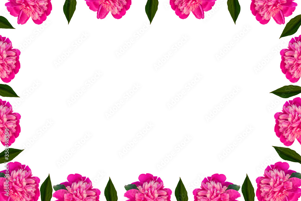 Pink peony flowers frame with copy space on white background. Beautiful blooming flower heads for website floral design. Paeonia lactiflora plant green leaves. Colorful peonies petals.
