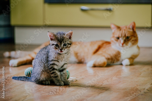 gray kitten with orange old cat