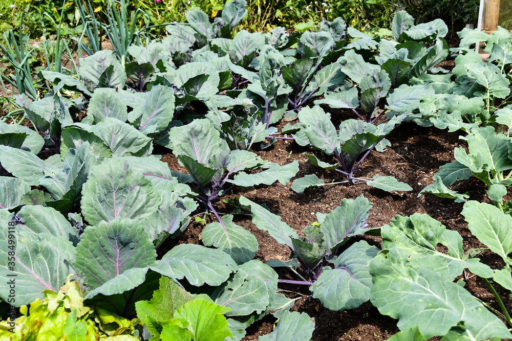 Naklejka premium Red cabbage grows in a German kitchen garden